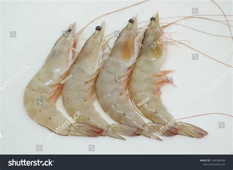 Group Whiteleg Shrimp Pacific White Shrimp Stock Photo 1434184538 ...