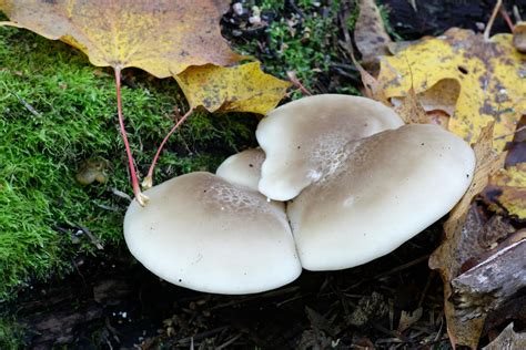 Elm Oyster Mushroom: Cultivation, Benefits, and Recipes - Minneopa Orchards