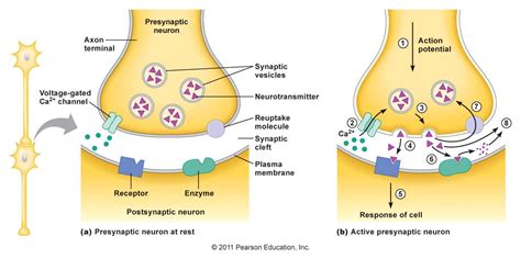 the higher the frequency of action potentials the greater the amount of ...