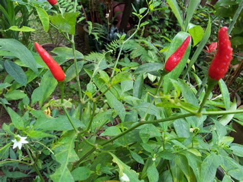 Red Chilli Plant Free Stock Photo - Public Domain Pictures