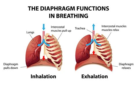 Diaphragm Breathing Diagram