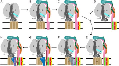 The biogenesis and assembly of the human ATP synthase | MRC Mitochondrial Biology Unit