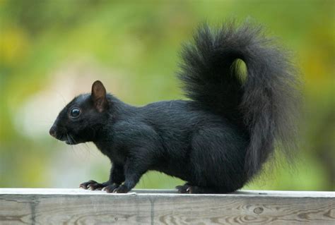 black squirrels | Black squirrel, Animals, Squirrel