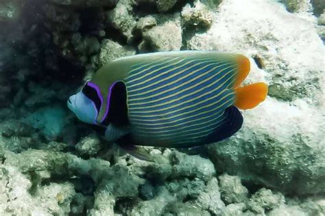 7 Types of Saltwater Angelfish (Pomacanthidae Family)