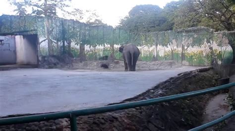 Philippines Manila Zoo - Family Bonding with "Mali" the elephant - YouTube