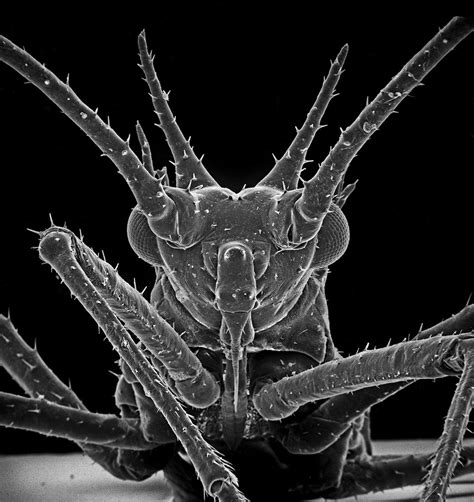 Insect Photography with Electron Microscope9 – Fubiz Media