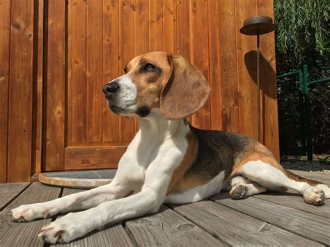 The Treeing Walker Coonhound: Exploring the Traits of This Intelligent ...