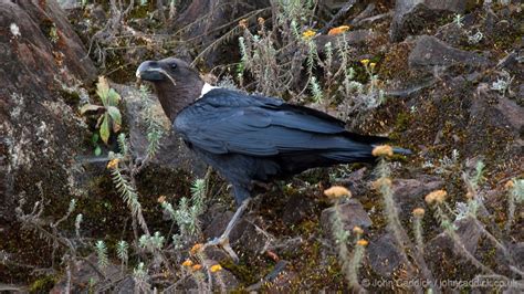 White-necked Raven - John Caddick | John Caddick