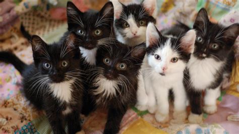 100 Black-and-white kittens abandoned at a Bay Area shelter – SheKnows