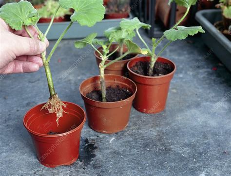 Planting geranium cuttings - Stock Image - B861/0251 - Science Photo Library