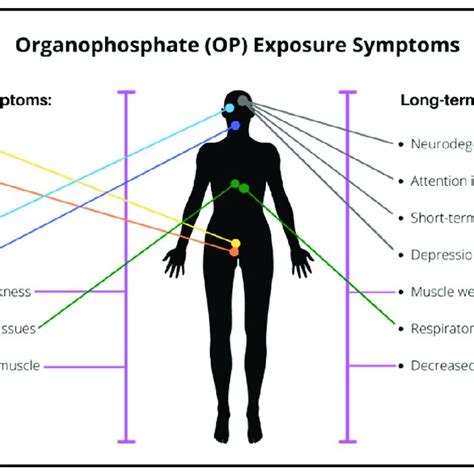 Mechanism of action of general Organophosphates on AChE enzyme... | Download Scientific Diagram