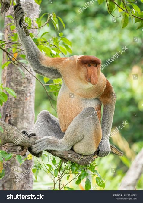 Proboscis Monkey Borneo Malaysia Stock Photo 2222949929 | Shutterstock