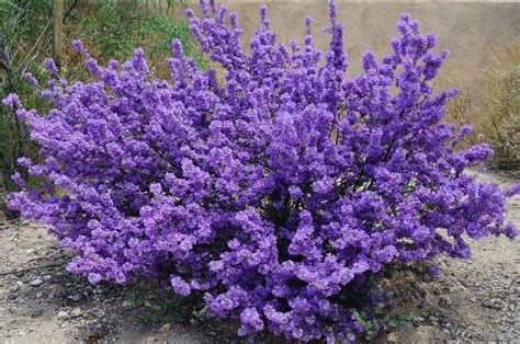 Purple Sage Bush | Landscaping shrubs, Sage plant, Purple garden