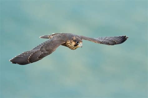 Premium Photo | Peregrine falcon falco peregrinus