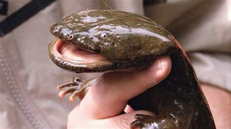 Hellbender Salamander Facts, Size, Habitat, Diet, Pictures