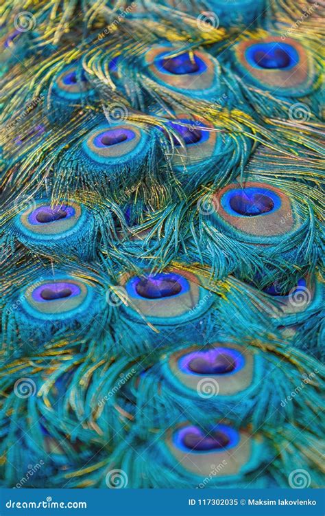 Peacock tail feathers stock image. Image of abstract - 117302035