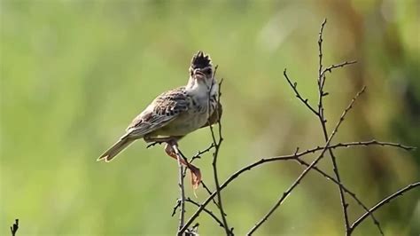 Bird Larks| The Sound of Birds Singing in Nature - Bird Songs Relaxing ...