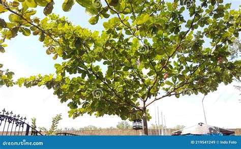 The Leaves of the Ketapang Tree are Shady and Beautiful Stock Image ...