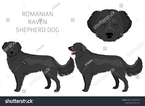 Romanian Raven Shepherd Dog Clipart All Stock Vector (Royalty Free ...