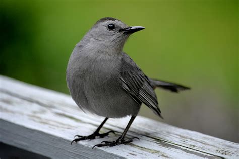 รูปภาพ : ธรรมชาติ, สัตว์ป่า, ปาก, วิทยา, songbird, กลางแจ้ง, สัตว์มีกระดูกสันหลัง, การดูนก, นก ...