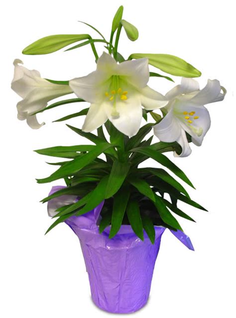 Free Easter Lily Cliparts, Download Free Easter Lily Cliparts png ...