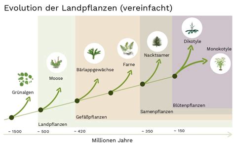 Wissenschaft: Als die Pflanzenwurzel lernte, der Schwerkraft zu folgen ...