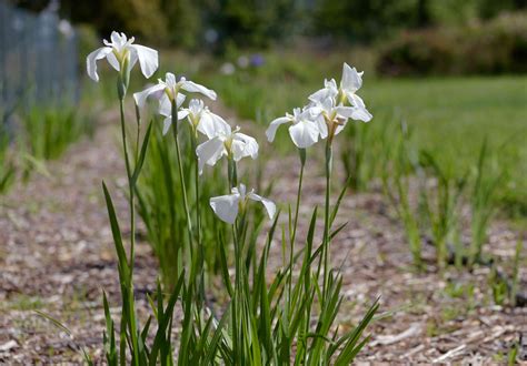 How to Grow and Care for Japanese Iris