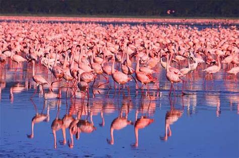 Cyprus lake blanketed by pink flamingos - WeirdNews - Dunya News