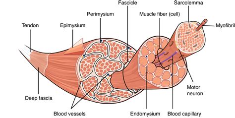 Skeletal Muscle Fibers- Images Diagram | Quizlet