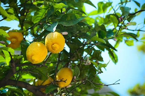 Top Tips for Pruning Lemon Trees in Australia | Ultimate Backyard