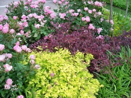 Purple Diamond Loropetalum Lime Mound Spirea Blushing Knockout Rose ...