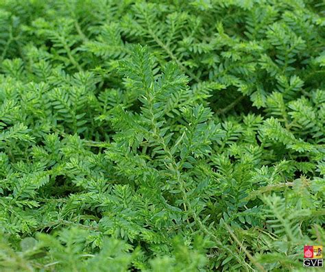 Life cycle of Lycopodium (clubmoss) and Selaginella (Spikemoss)