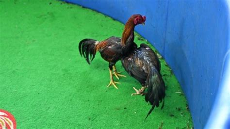 566 Cockfighting Stock Video Footage - 4K and HD Video Clips | Shutterstock