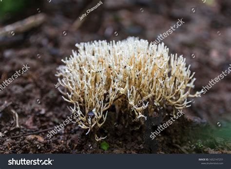 Coral Mushrooms Known Mushroom Corals Corallimorphs Stock Photo ...