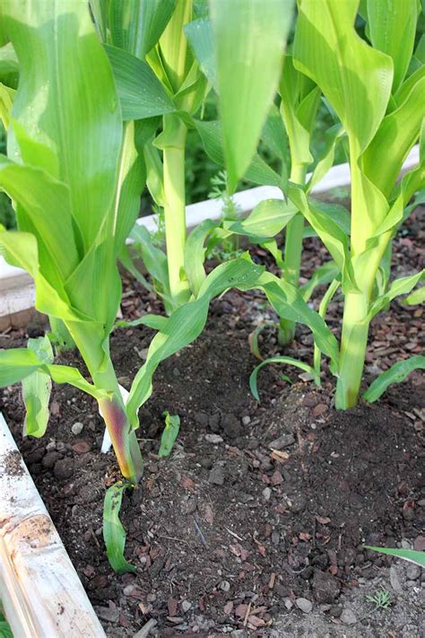 Sweet Corn Yield Per Plant - Angel Vegetable