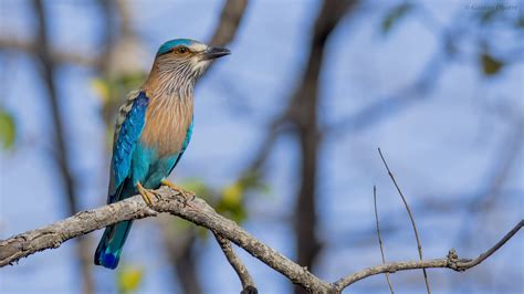 Indian Roller | Pugdundee Safaris blog