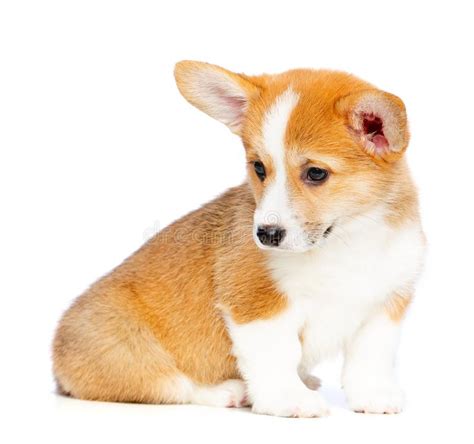 Corgi Great Dane Mix: The Ultimate Guide - Dog Pup Life