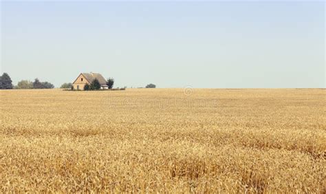 Ripe wheat crop stock photo. Image of horizontal, landscape - 74713606