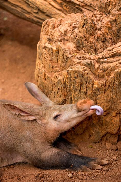 27 best Aardvark, Aardvarks. African antbear, Cape Anteater ...