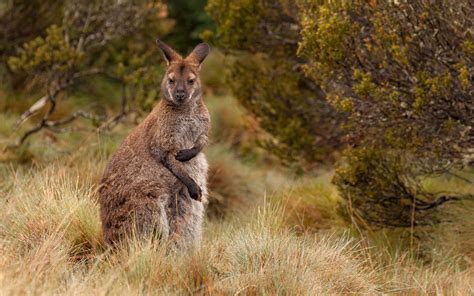 Red-Necked Wallaby Foto & Bild | australia & oceania, australia, tiere Bilder auf fotocommunity