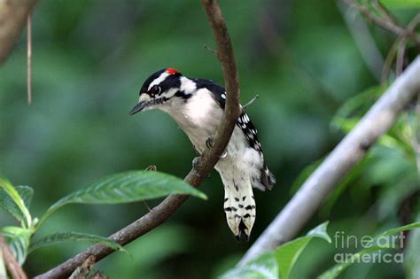 Downy Woodpecker Photograph by Jennifer Zelik - Fine Art America