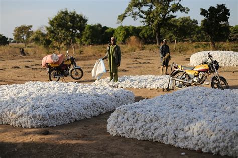 Textile Exchange Report Cites Concerns Over GM Cotton Use in Africa – Sourcing Journal