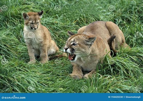 COUGAR Puma Concolor, MOTHER GROWLING with CUB Stock Photo - Image of cougar, wildlife: 194420238