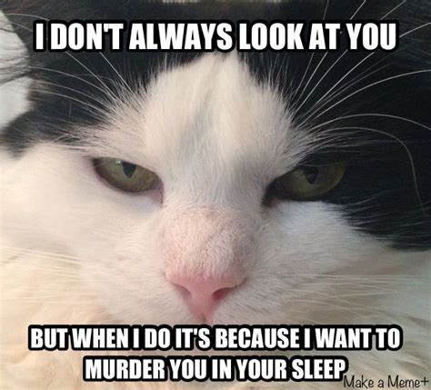 #laugh #humor #funny #cat #meme #ragdoll #grumpy | Cat quotes funny ...