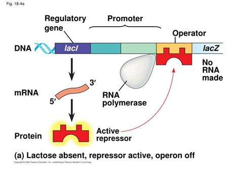 PPT - Ch 18: Regulation of Gene Expression PowerPoint Presentation, free download - ID:3875083