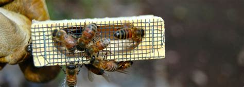 Replacing a queen bee – The Do’s and Don’ts - The Journey of a Beekeeper