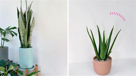 Low Maintenance Plants Indoor: Hard To Kill Houseplants