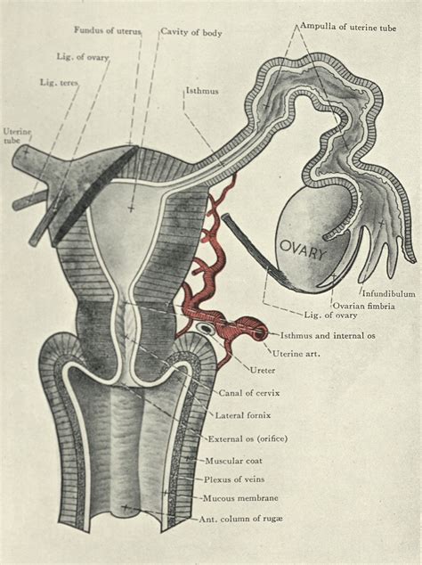 The Wandering Womb: Women’s health nursing past and present | Frugl