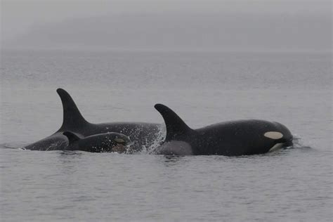 New Baby Orca Birth Gives Hope For Endangered Whales - The Dodo