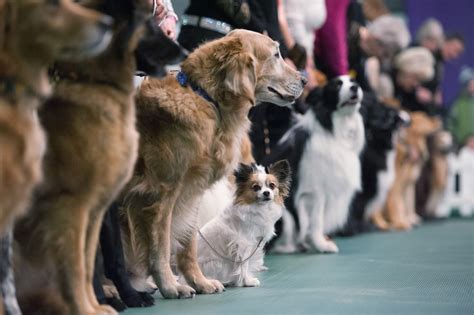 Facts About the Westminster Dog Show | Reader's Digest